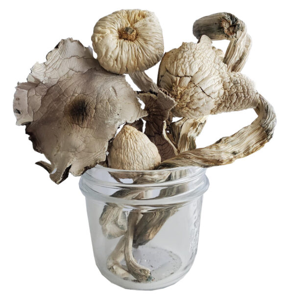 Great White Mushrooms (Live Psilocybin)